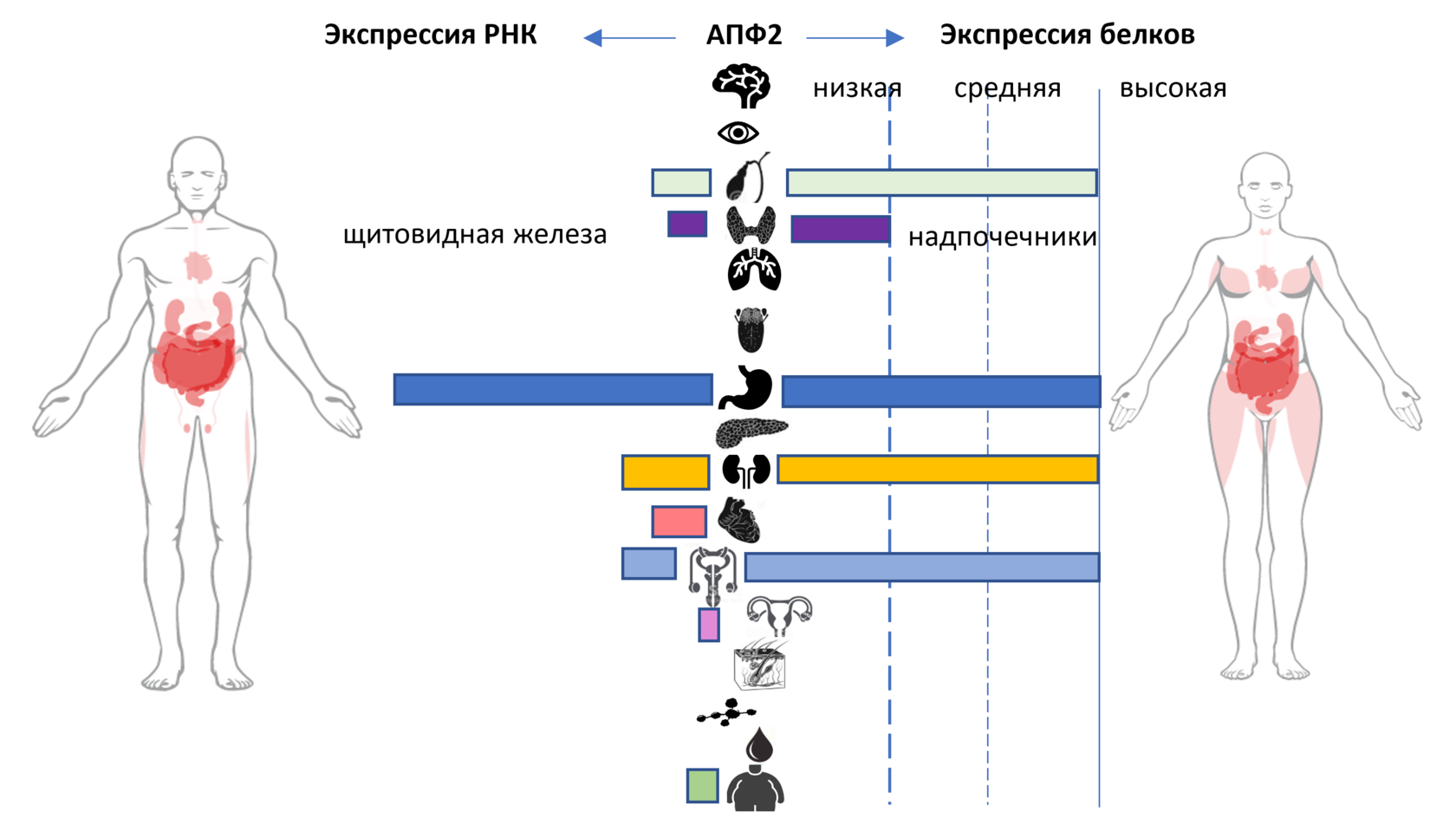 Экспрессия рецепторов апф2. АПФ 2. Рецепторы АПФ 2 локализация. Апф2 и коронавирус.