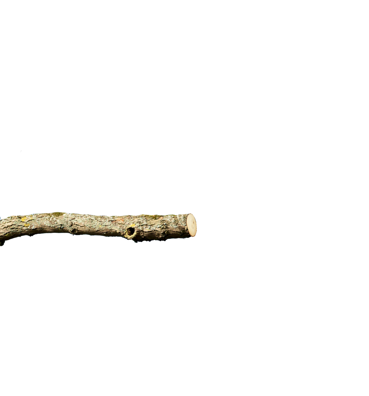 Спил деревьев. Обрезка. Удаление пней. Расчистка участков. Екатеринбург ...