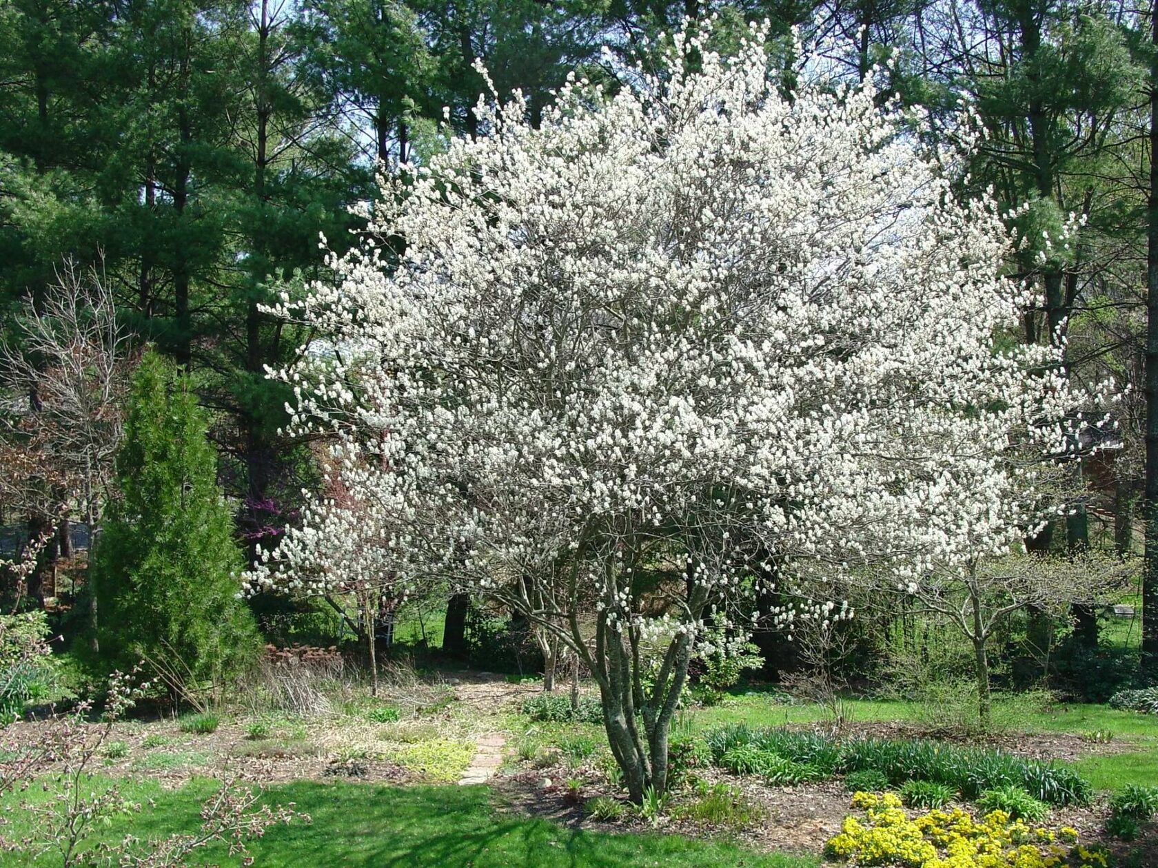 Ирга гладкая Amelanchier laevis