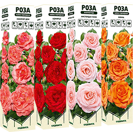 Семена в пензе