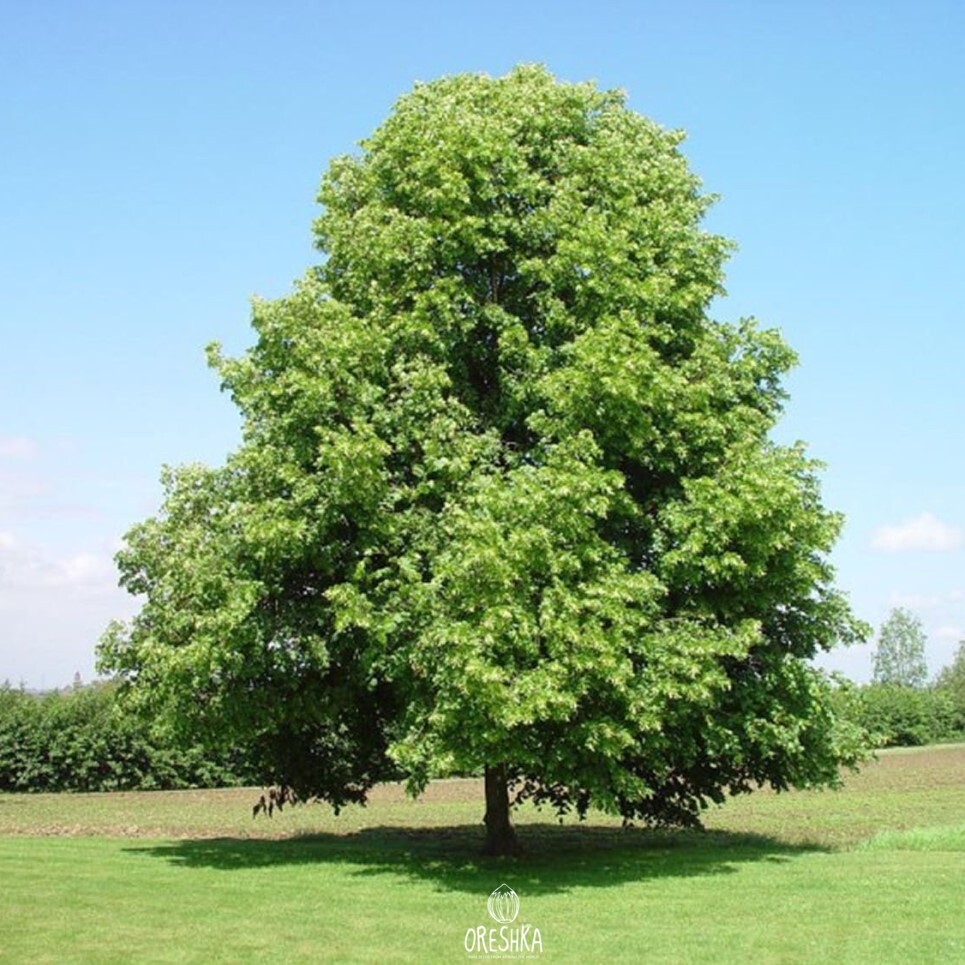 Tilia cordata fresh seeds, Small-leaved lime, Small-leaved linden, Pry ...