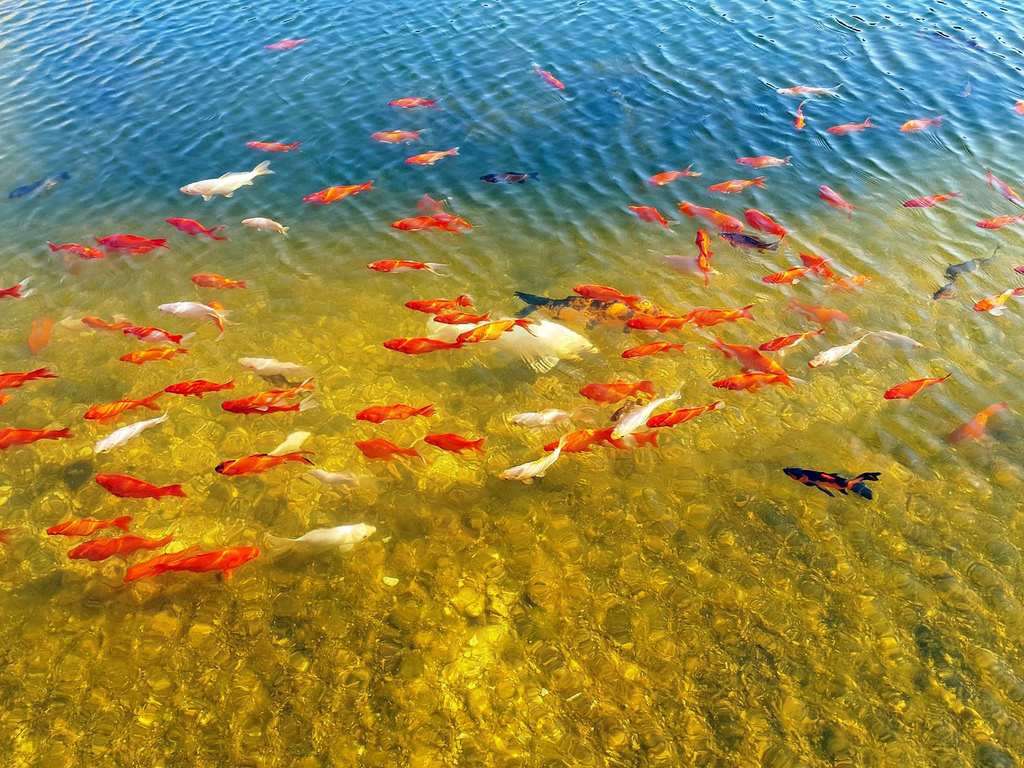 Рациональное использование рыб. Карпы кои. Рыбки в пруду. Золотая рыбка в озере. Водоем с рыбками.