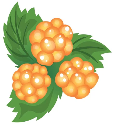 Васюганское болото