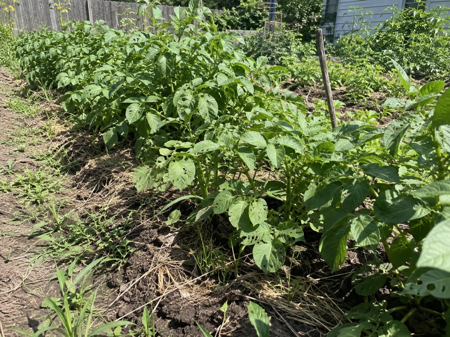 Healthy potato plants protected from Colorado potato beetle damage
