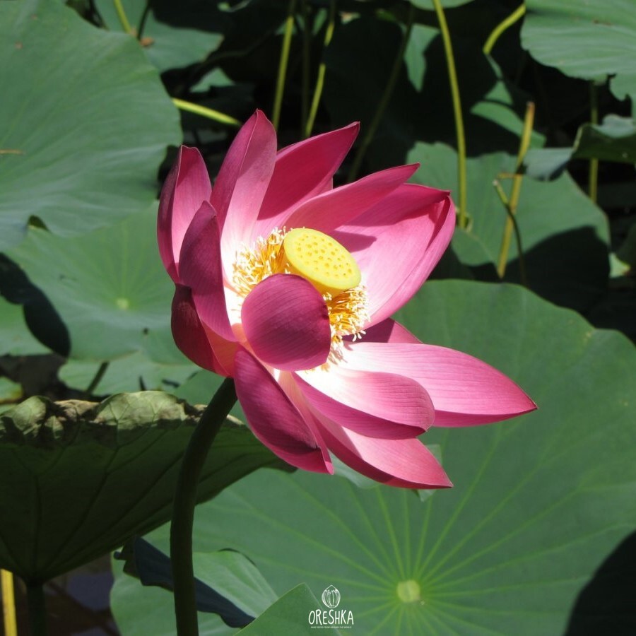 Lotus flower close up