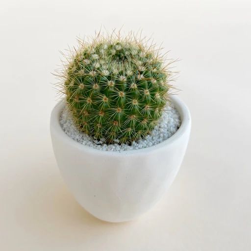 Green indoor plant in pot