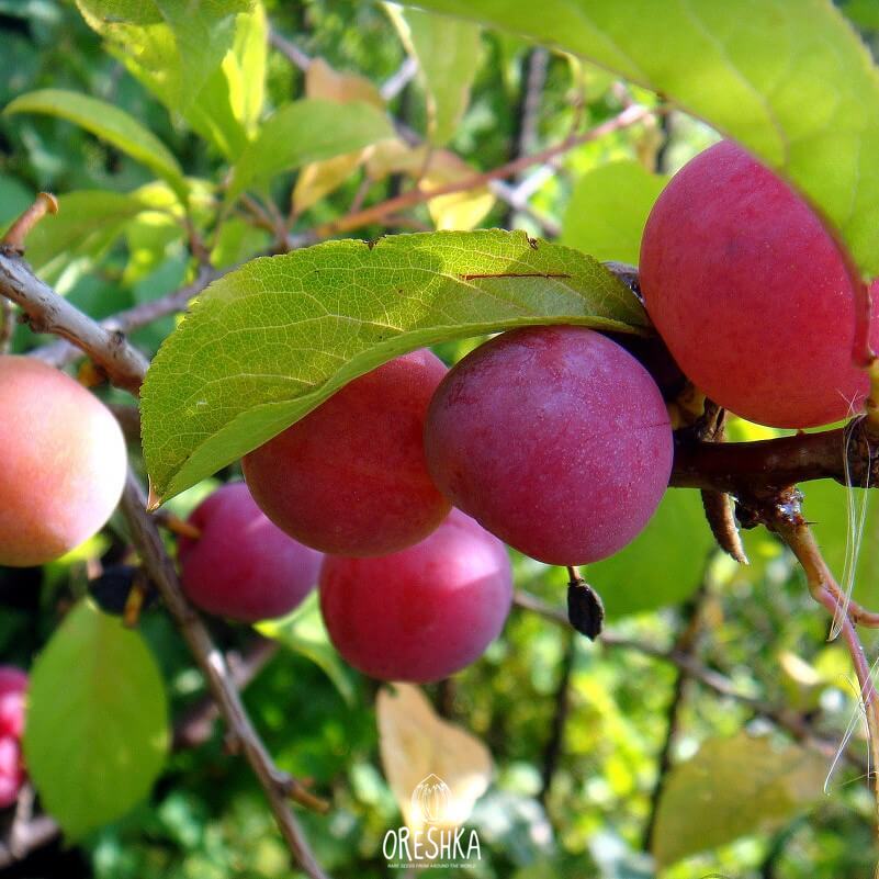 Seeds of Cherry plum (Prúnus cerasífera) — 5 pcs