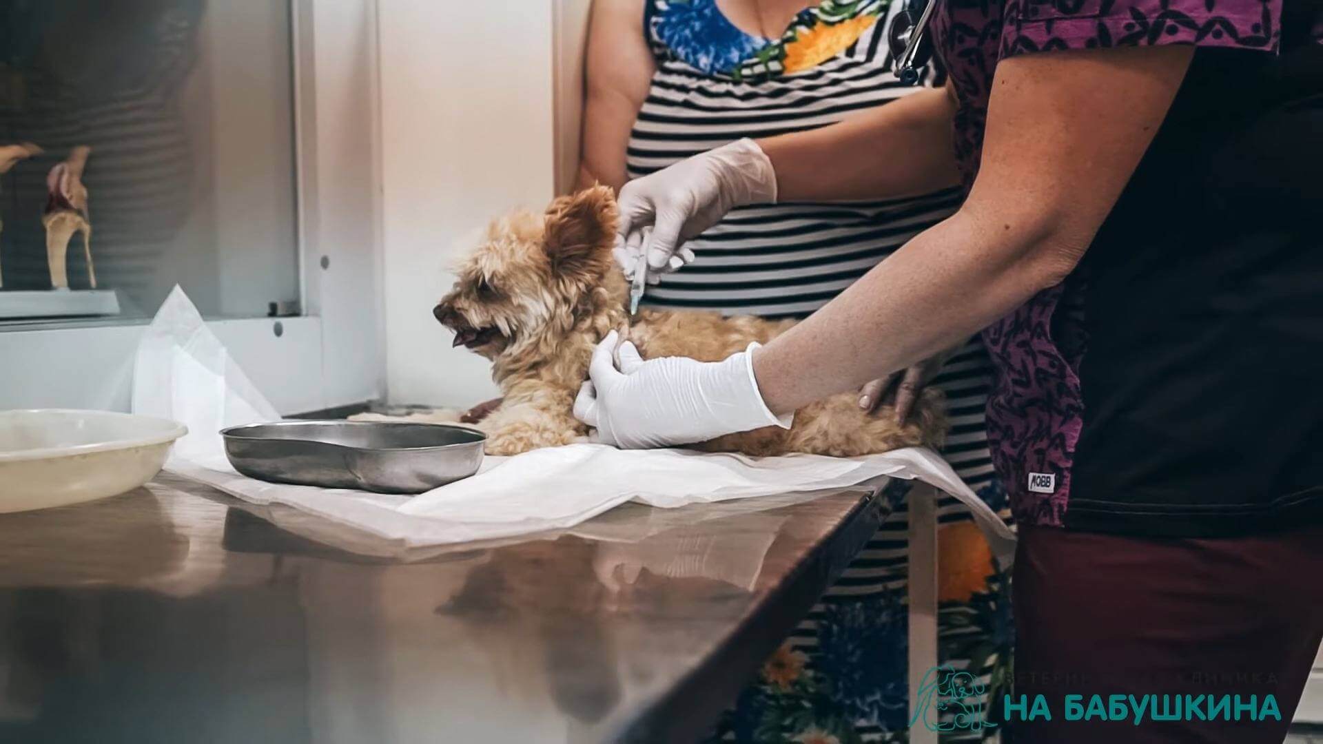 От каких заболеваний вакцинируют собак