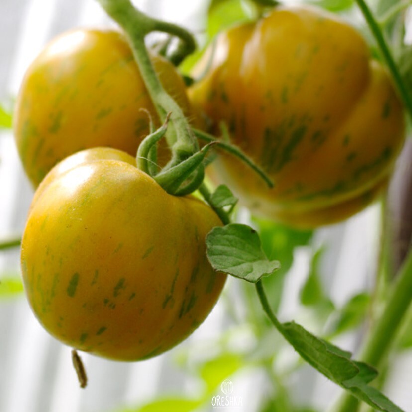 Семена томатов с зелеными семечками. Томат восхитительный Хой. Помидоры огонек красные с желтыми полосками семена.