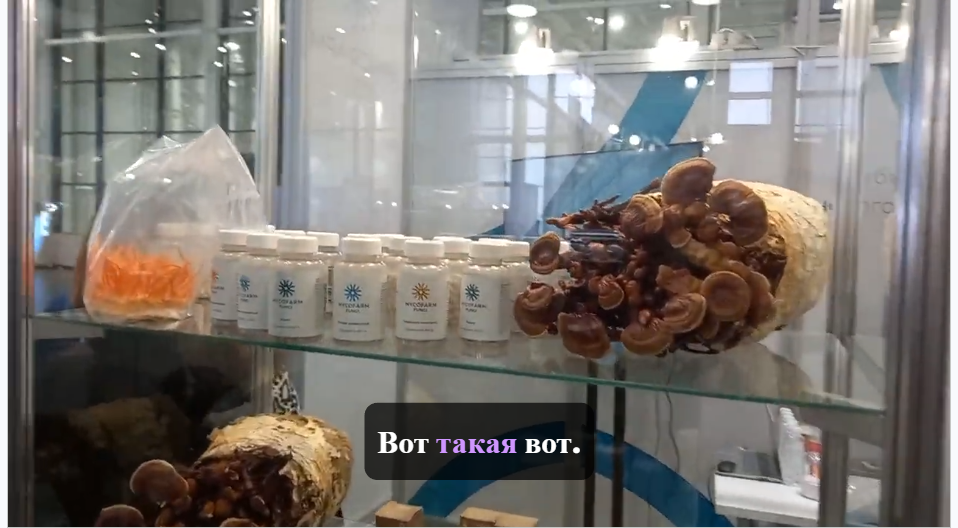 БАДы из грибов