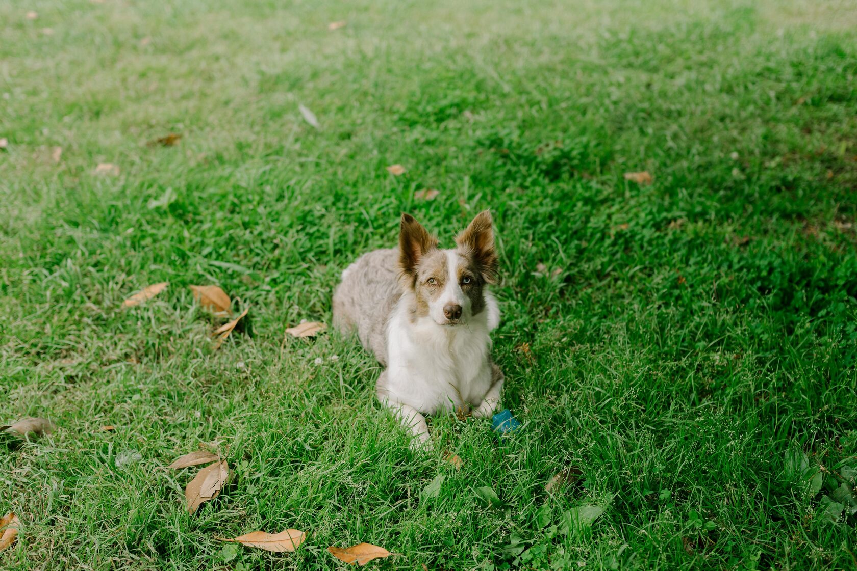 щенок австралийской овчарки аусси мерлевого окраса