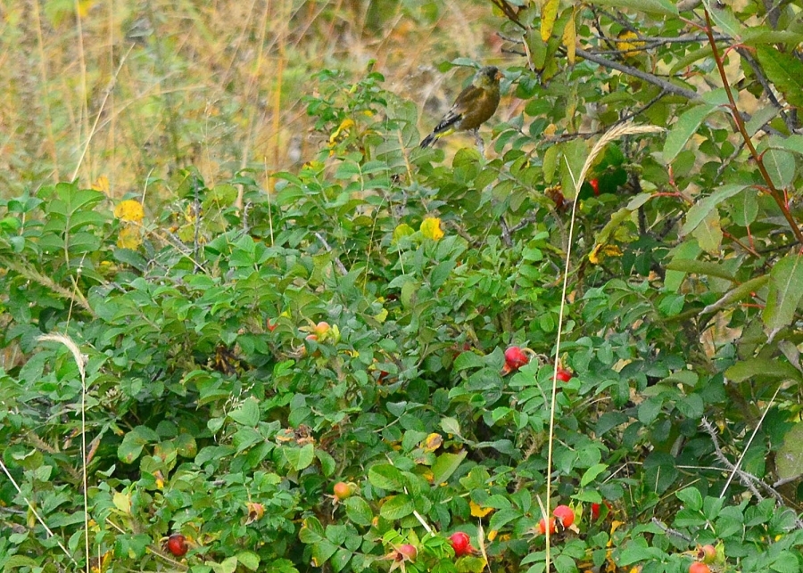 Кита́йская зелену́шка (Chloris sinica) - певчая птица из отряда воробьинообразные. Автор фото: Александр Яковлев.