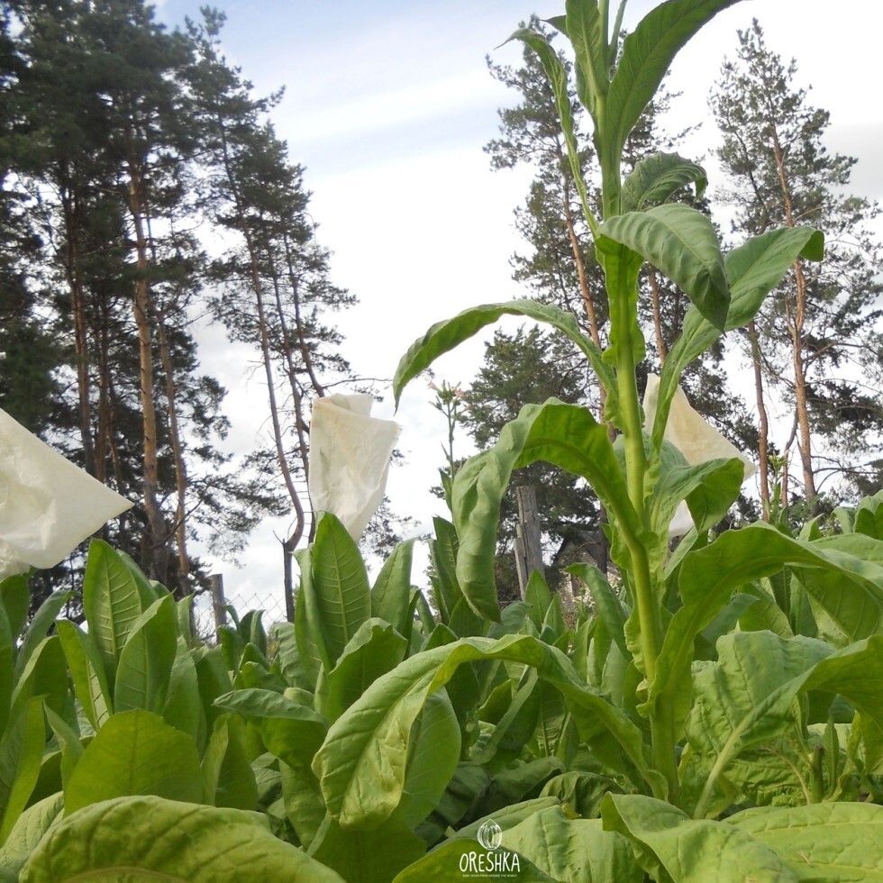 Seeds of Tobacco Stag Horn (Virge) (Nicotiana tabacum) — 300 pcs