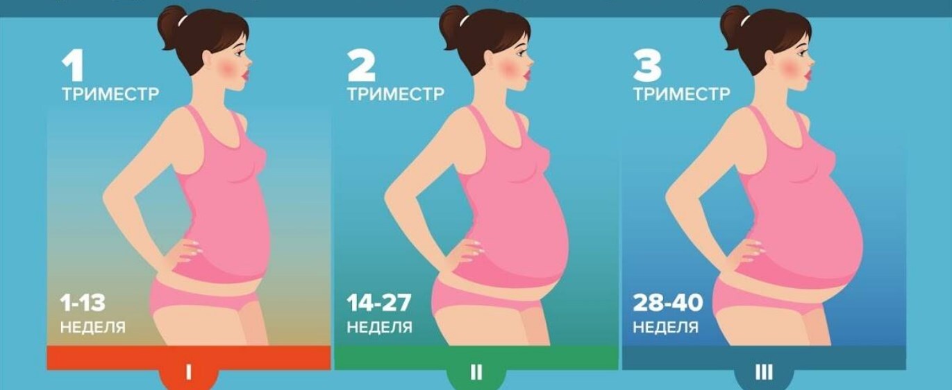 1 2 и 3 триместр беременности