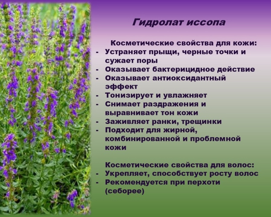 Гидролат иссопа