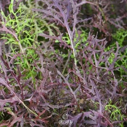 Seeds of Japanese cabbage Mizuna red (Brassica rapa subsp. nipposinica var. laciniata) — 30 pcs