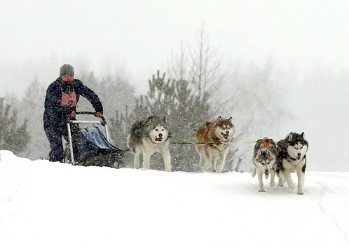 Как это сделано? Нарты | How It's Made? Sleddog | Как сделать нарты своими руками? DIY