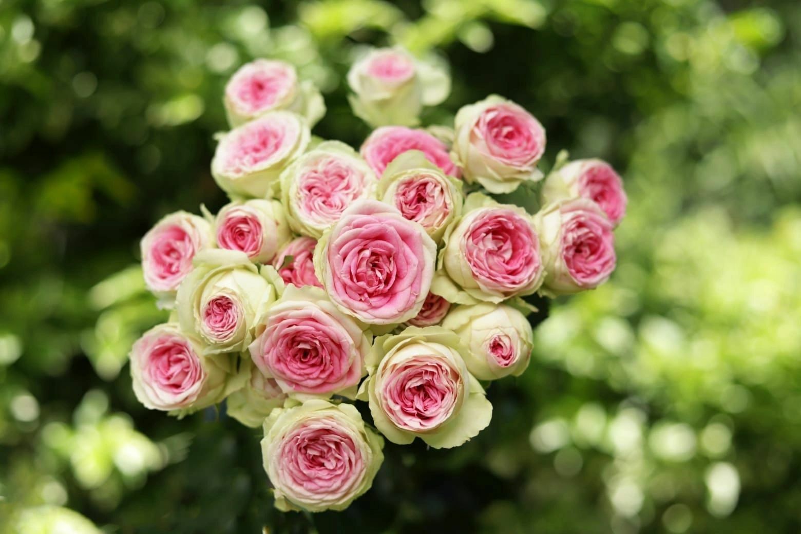 Какие сорта кустовых роз можно заказать у Flora Ola