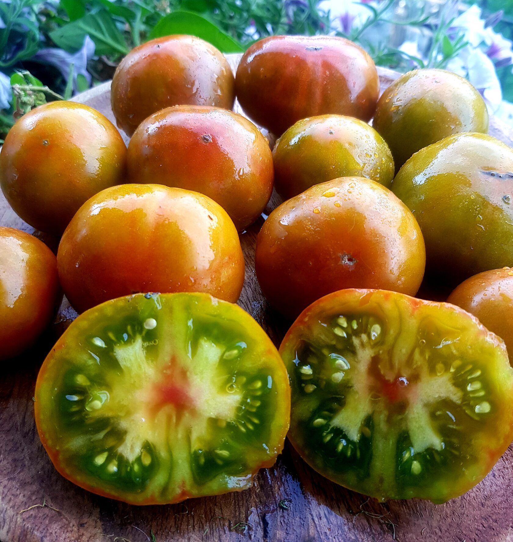 Гном Пит Вайпер ( Гном Гремучая змея; Dwarf Pite Wiper),США