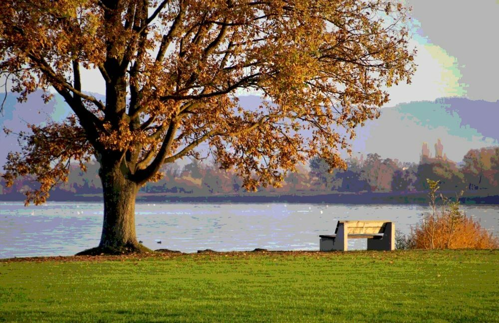 Скамья и дерево 