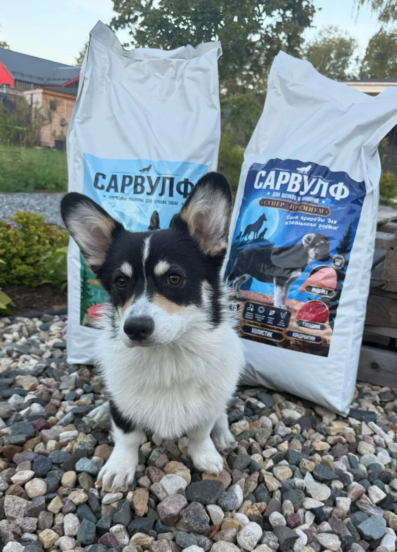 Елена и корги Барни со Сарвулф