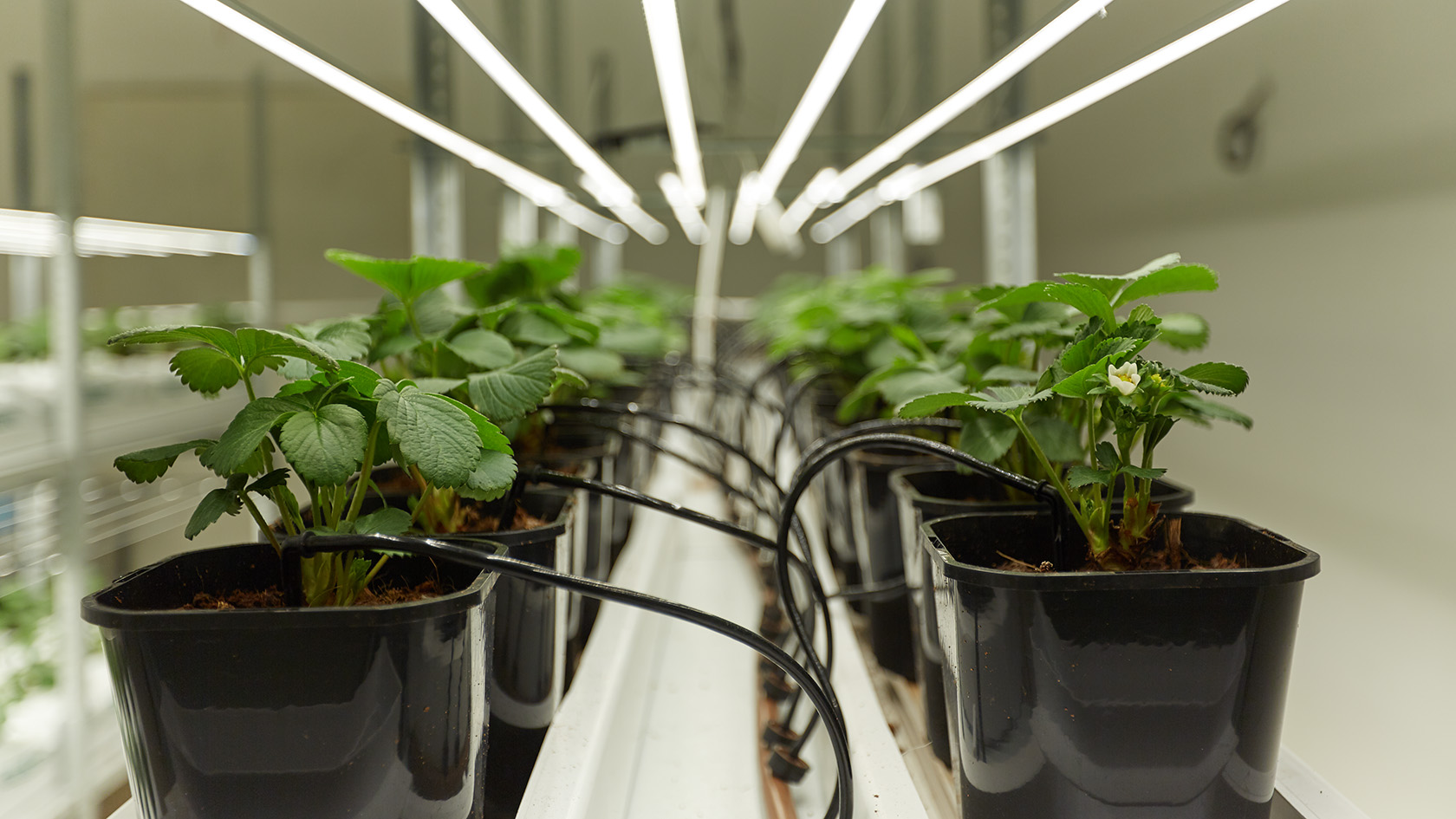 Технология выращивания с семян на гидропонике количество марихуаны для статьи