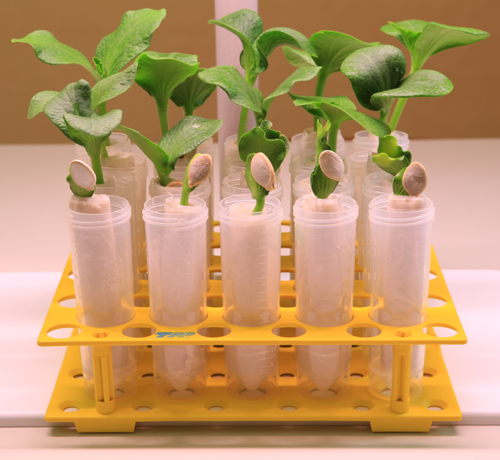 Проросток. Проростки тыквы. Лабораторная работа из цикла прорастание семян. Методика получения развитых проростков. Проект "Живые лабораторные по биологии".