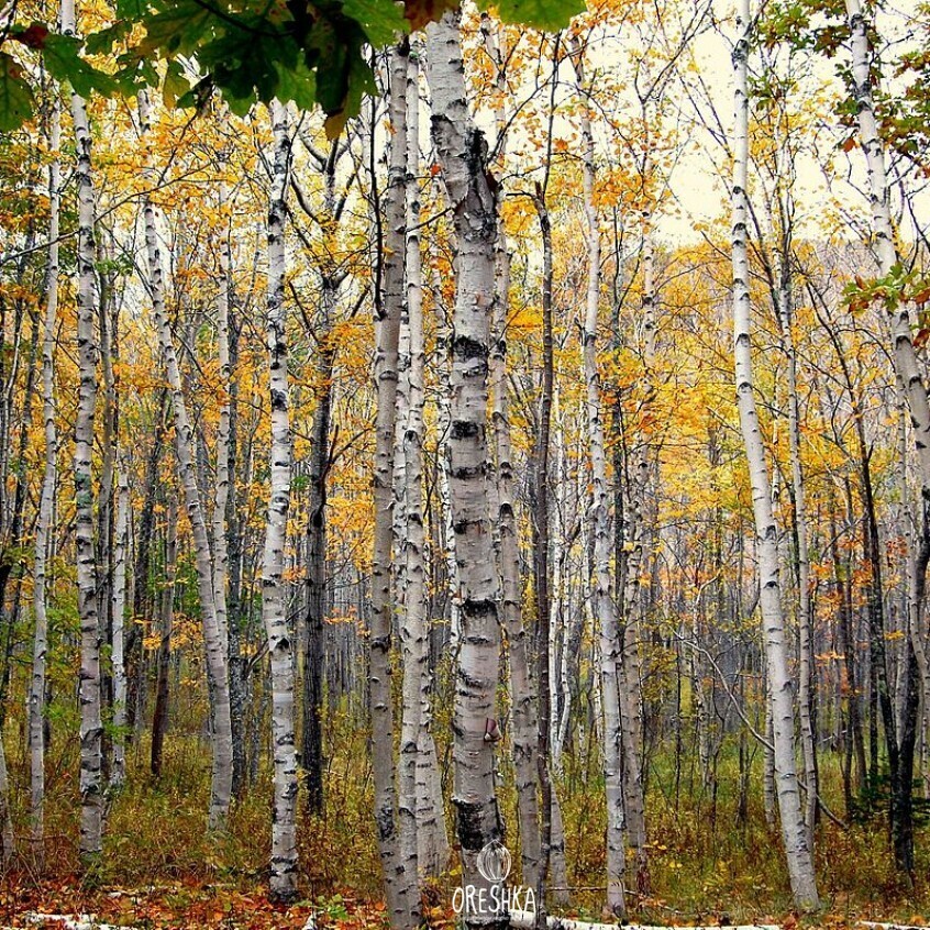 Русский язык 3 класс 2 часть учебник канакина. Это придавало ей сил и береза. Клип в березовой роще mc. Камчатская береза. Это придавало ей сил и береза.