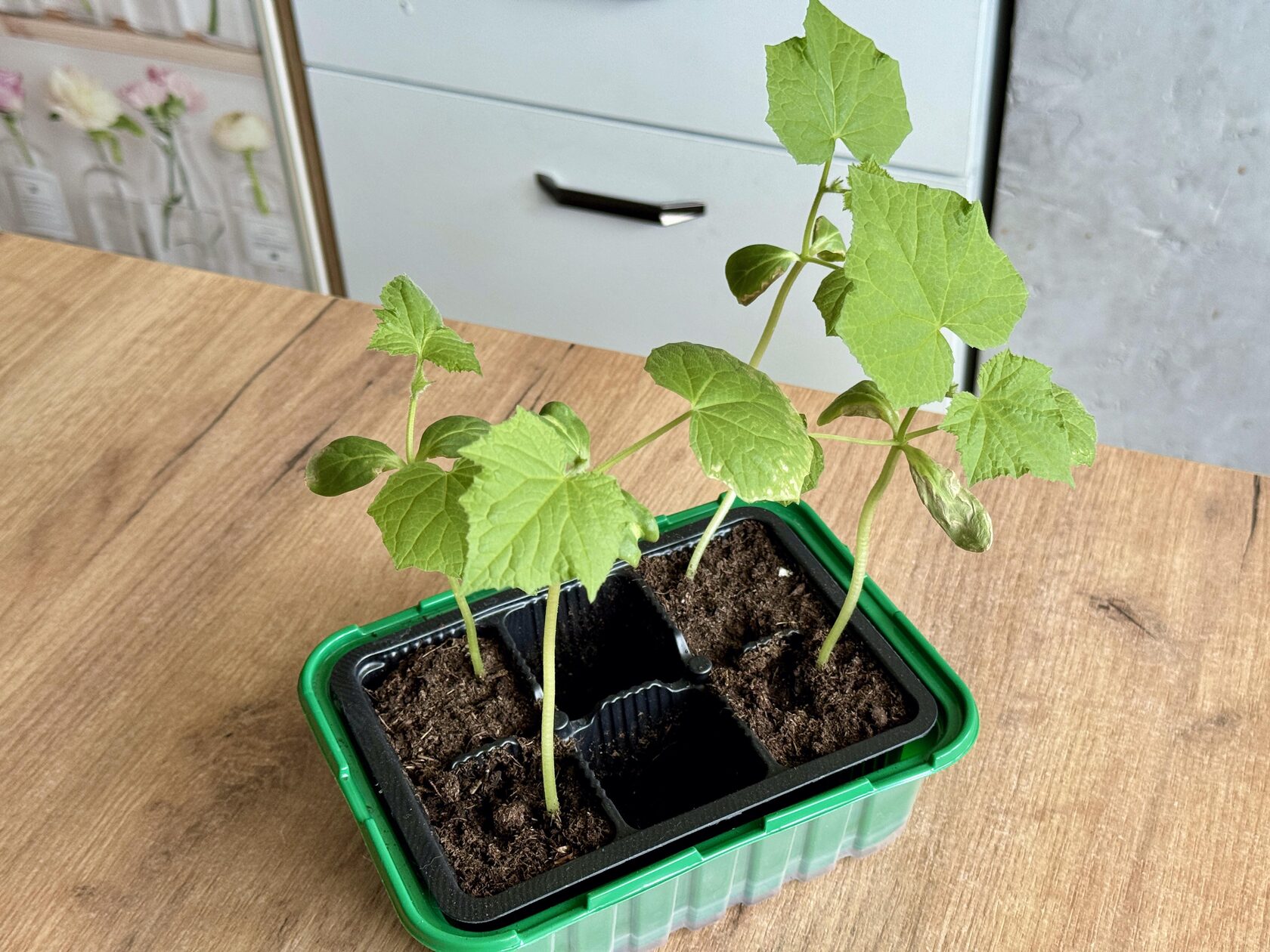 Leggy seedlings in a green plastic tray, indicating insufficient light for healthy growth, surrounded by soil and a wooden table surface.