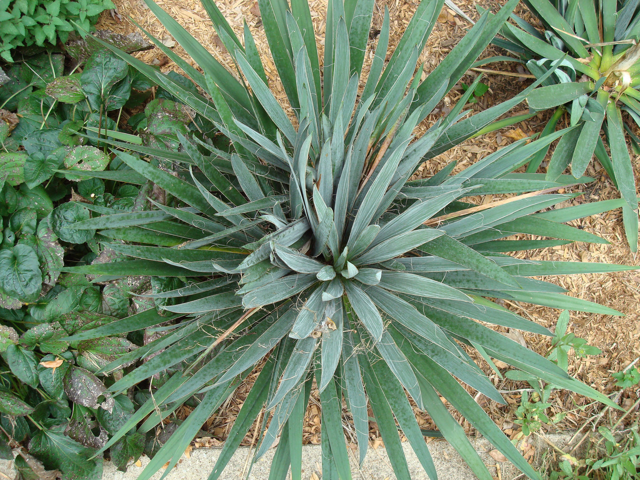 Юкка отвороченнолистная (Yucca recurvifolia)