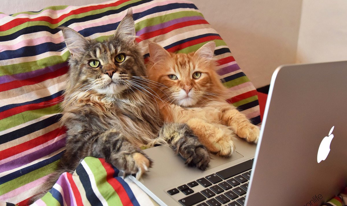 Котик с ноутбуком. Котенок с компьютером. Два кота за компьютером. Котенок за компьютером.