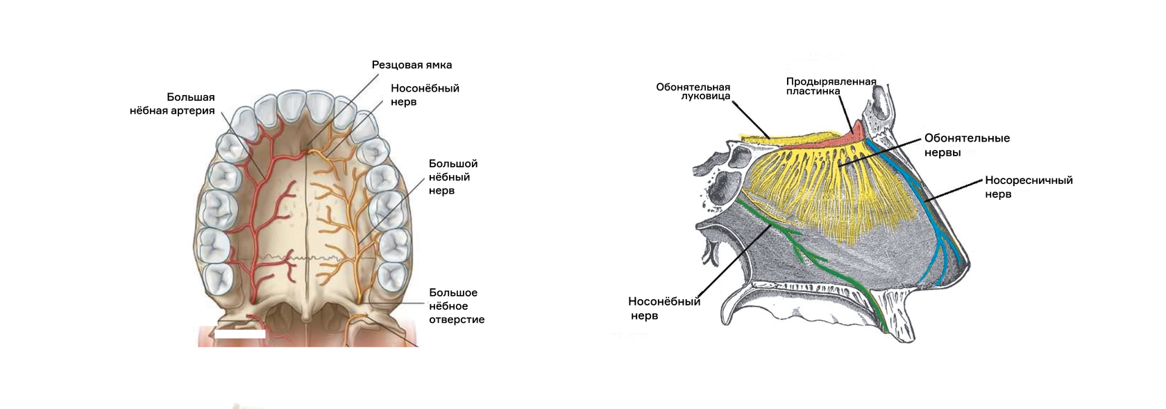 Резцовый канал верхней челюсти анатомия. Иннервация верхней челюсти нервы. Резцовый нерв верхней челюсти. Небный отросток верхней челюсти анатомия.