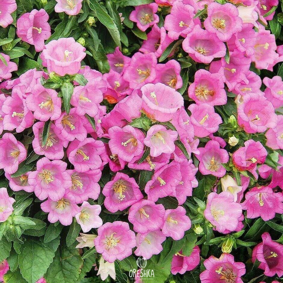 Seeds of bellflowers (Campánula) — 100 pcs