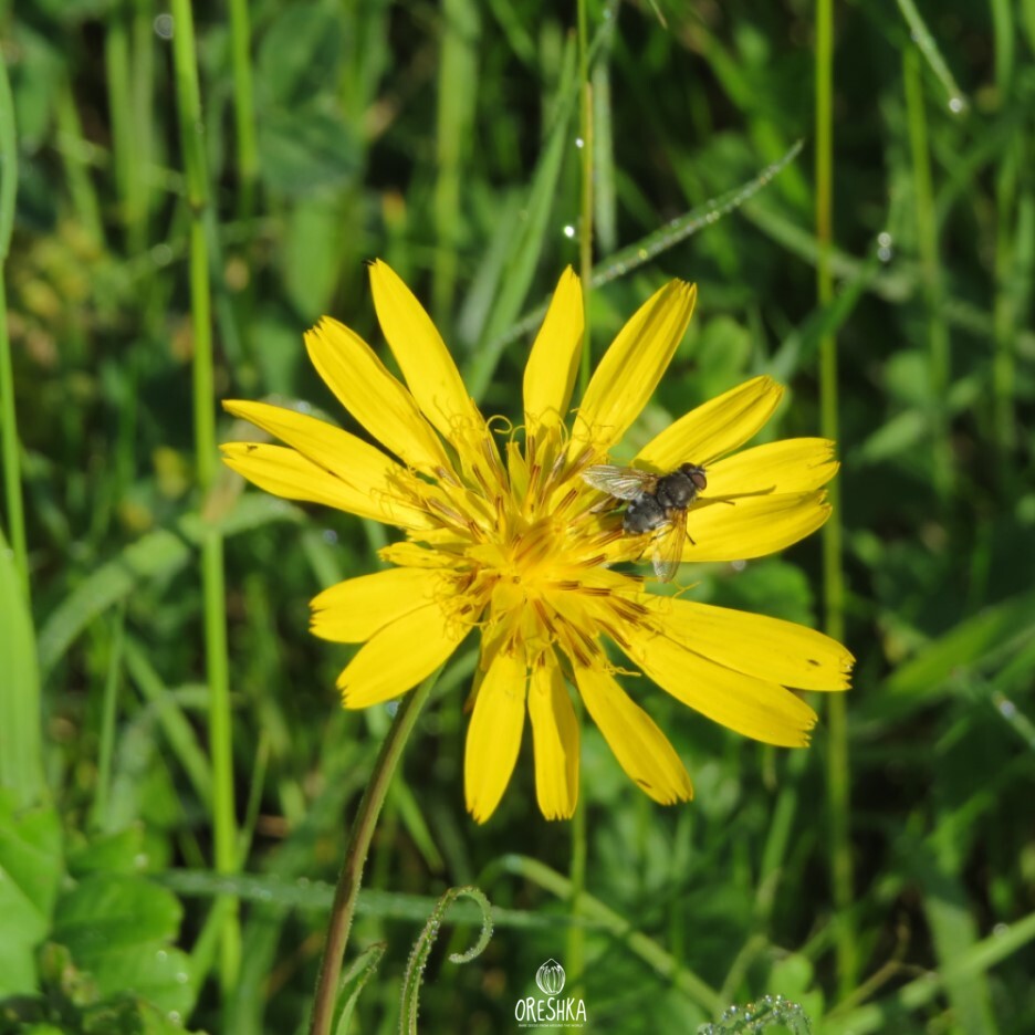 Seeds of meadow salsify (Tragopogon pratensis) — 50 pcs