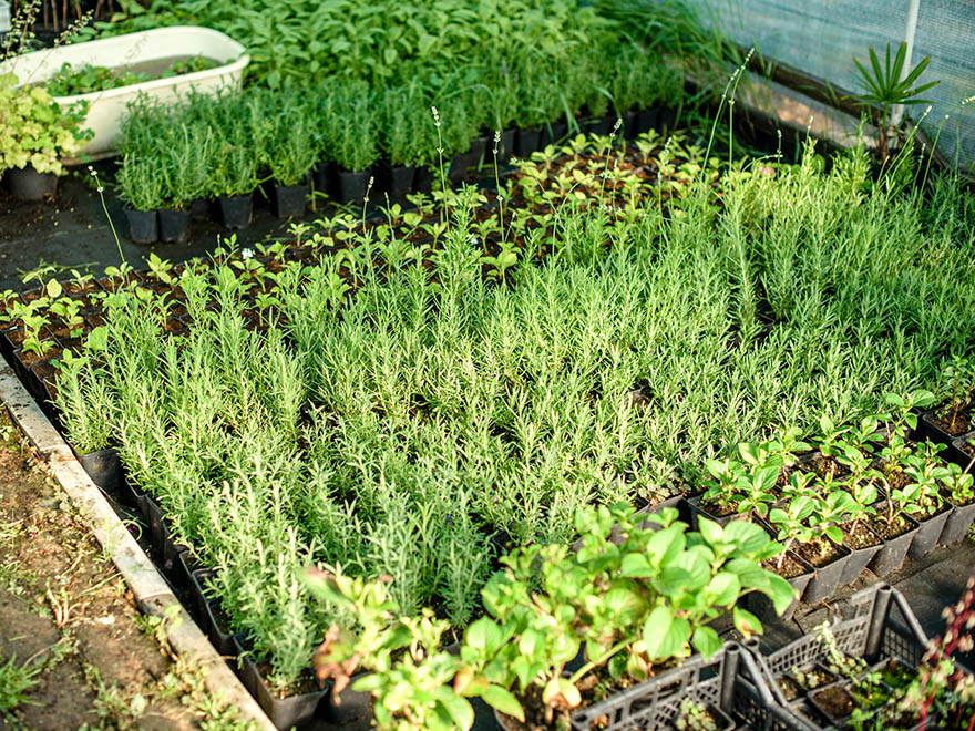 Vegetable seedlings in black pots arranged in a greenhouse, featuring various herbs and greens, illustrating concepts of succession planting and garden planning.