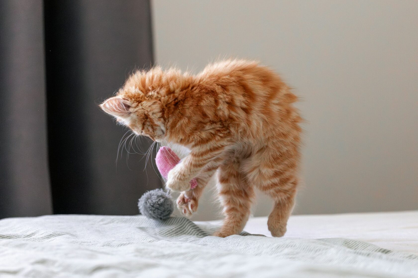 Кошачья классная комната