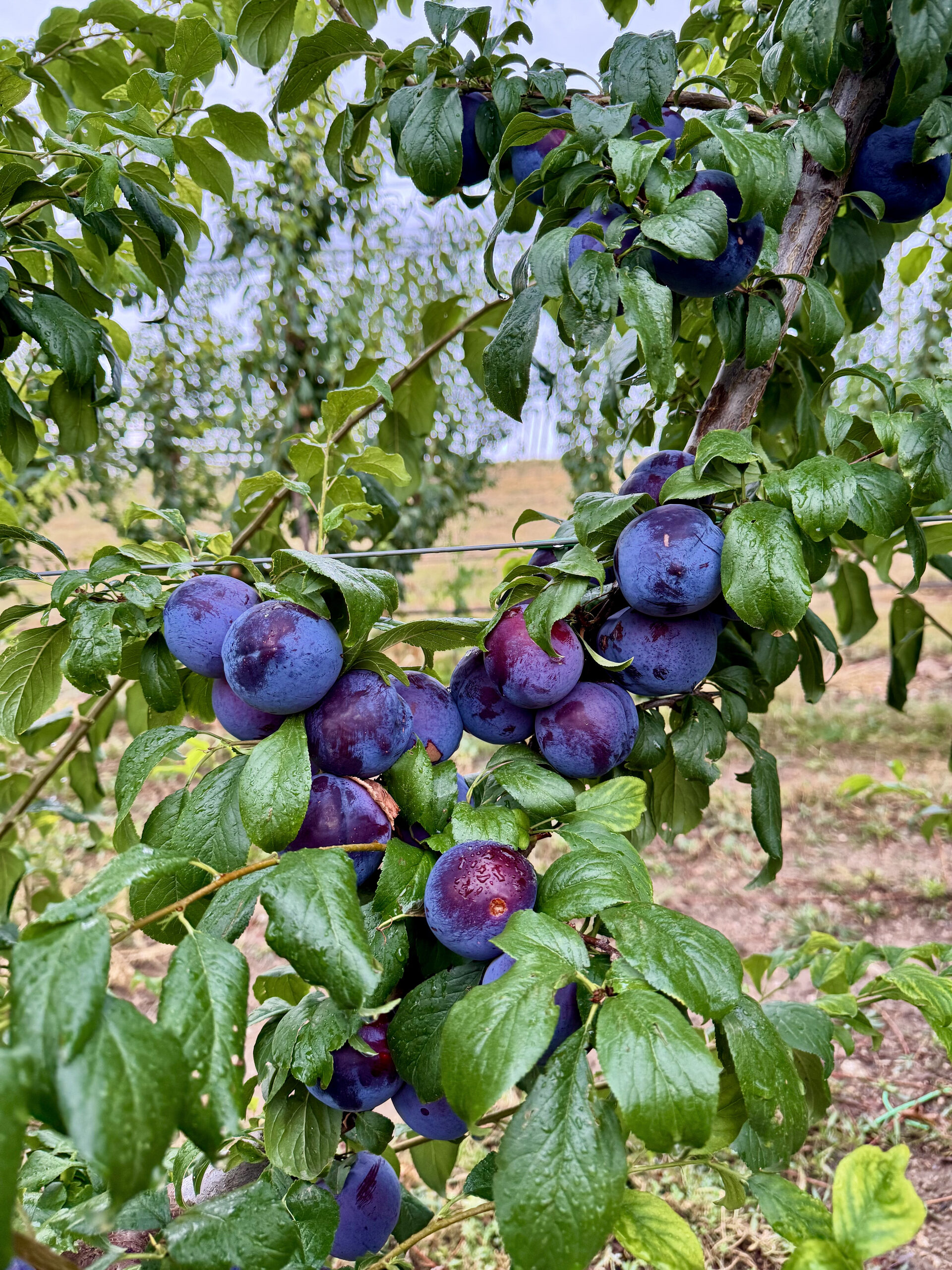 Sweet cherries from the VitaLand orchard