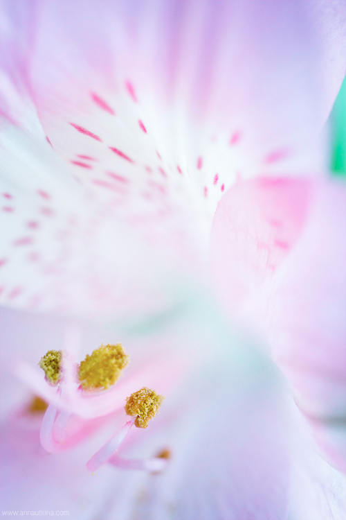 macro, macro flower, macro art, anna utkina, photography, macrophotograpy, floral art, макро, макрофотография, анна уткина