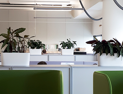 Озеленение офиса