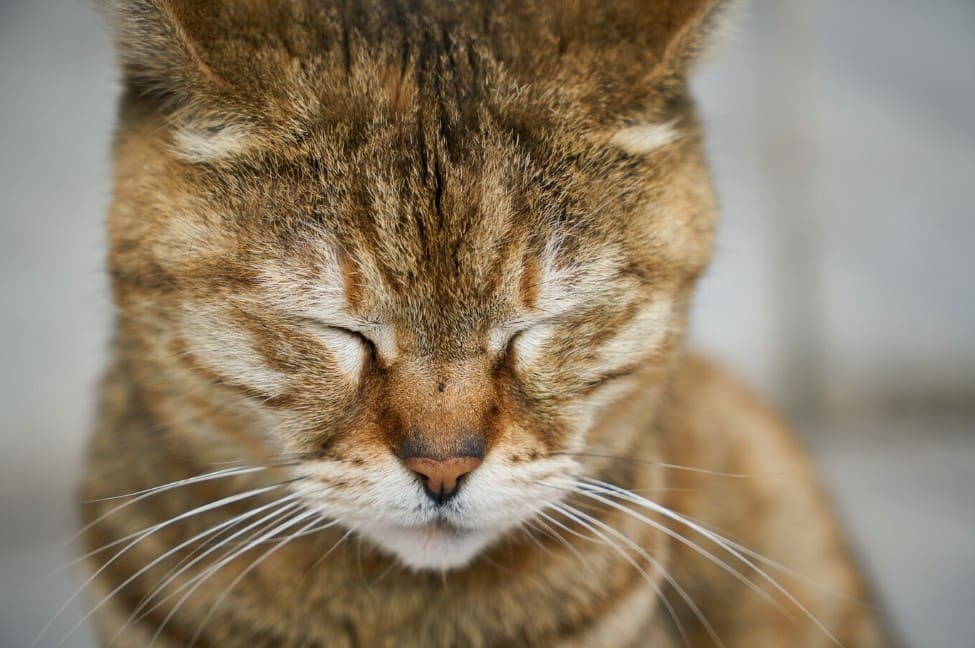 Болезни глаз у кошек: симптомы