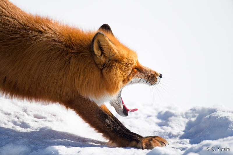 лиса Камчатки