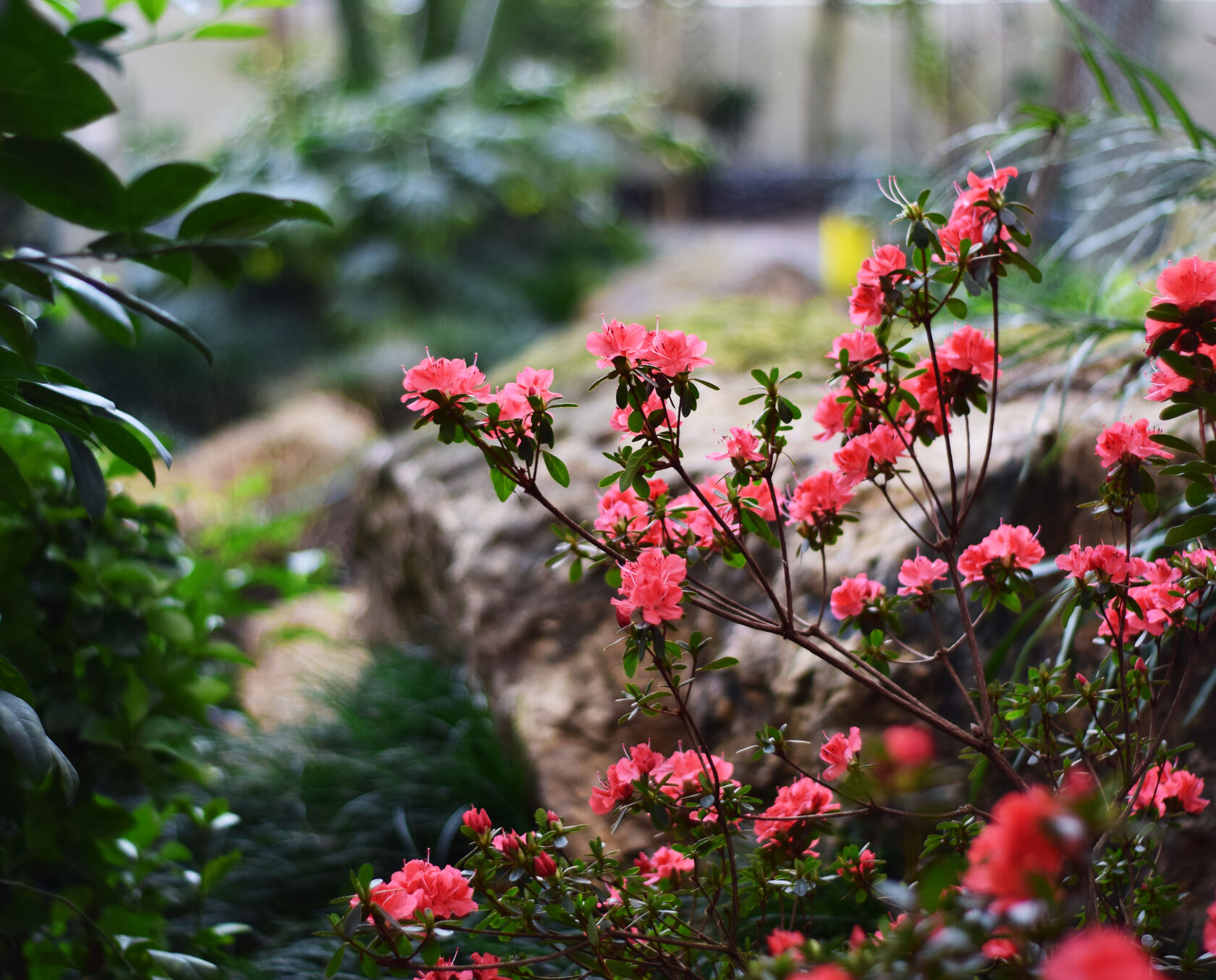 Азалия. Ботанический сад КемГУ. Фото Журавлевой Л.В.