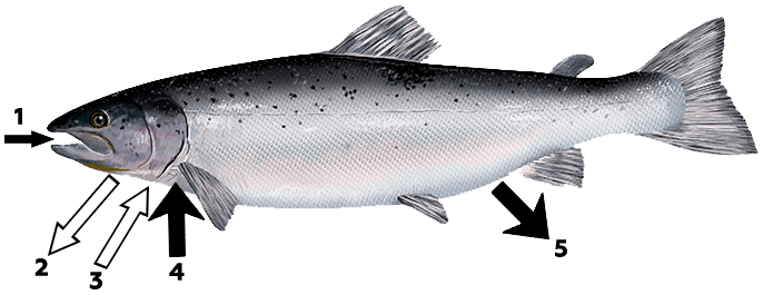 обмен солей и воды у лосося в пресной воде узв форель