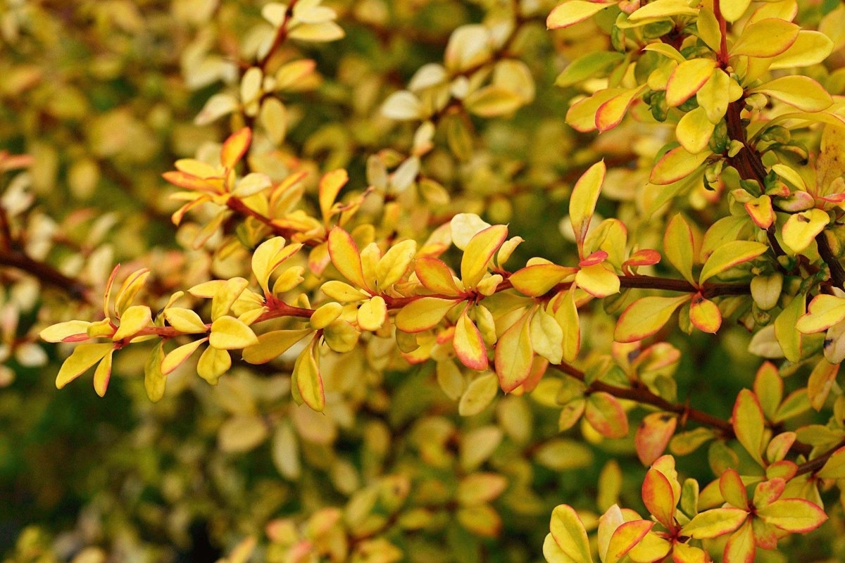 Барбарис Тунберга Berberis thunbergii Golden Dream