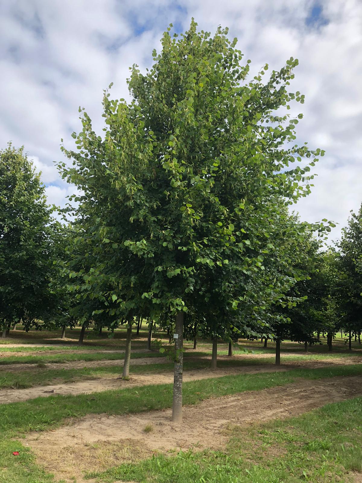 Липа мелколистная Tilia cordata