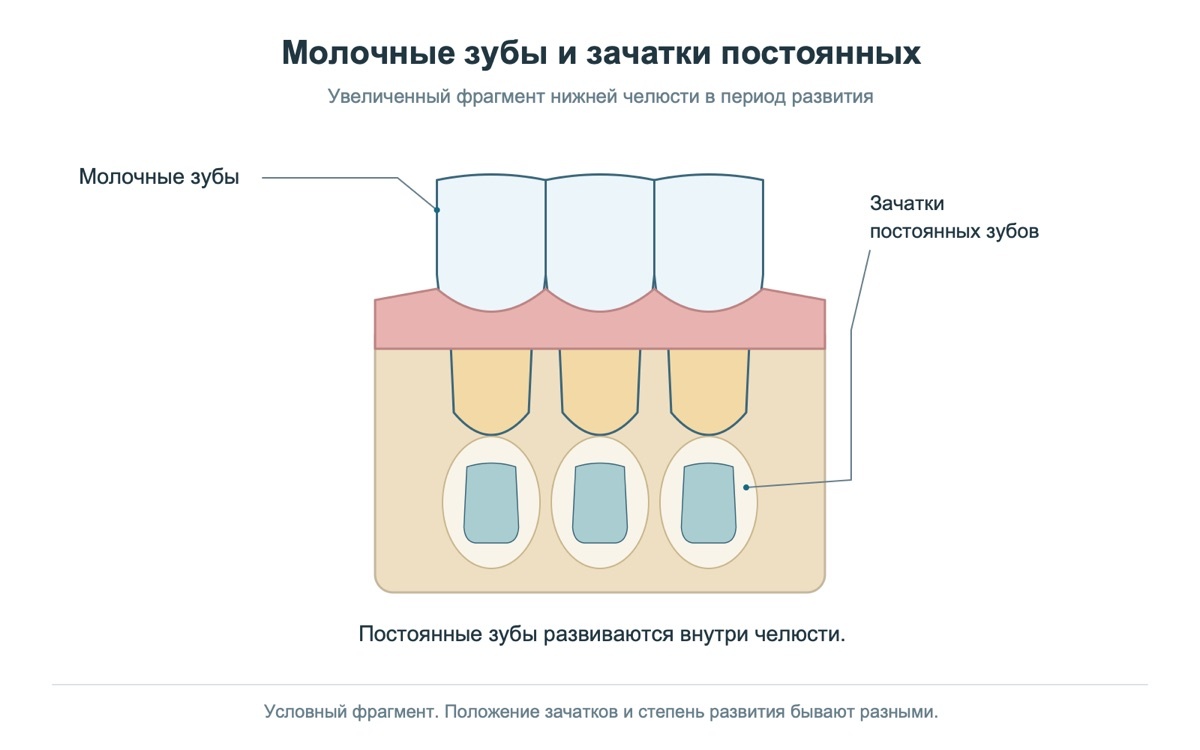 Схема молочных и постоянных зубов у ребёнка в период смены прикуса