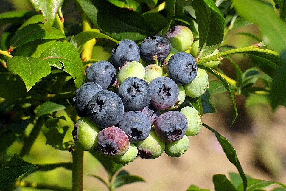 Голубика сорта Река дает много ароматных ягод. Сбор урожая проводится в июне-июле месяце
