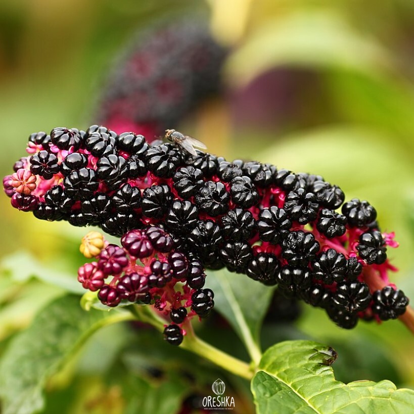 Seeds of Lakonos berry (Phytolacca acinosa) — 25 pcs