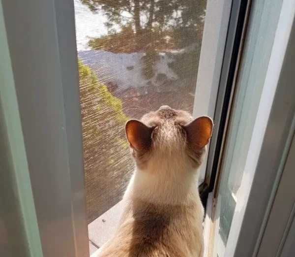 Котоблог дзен