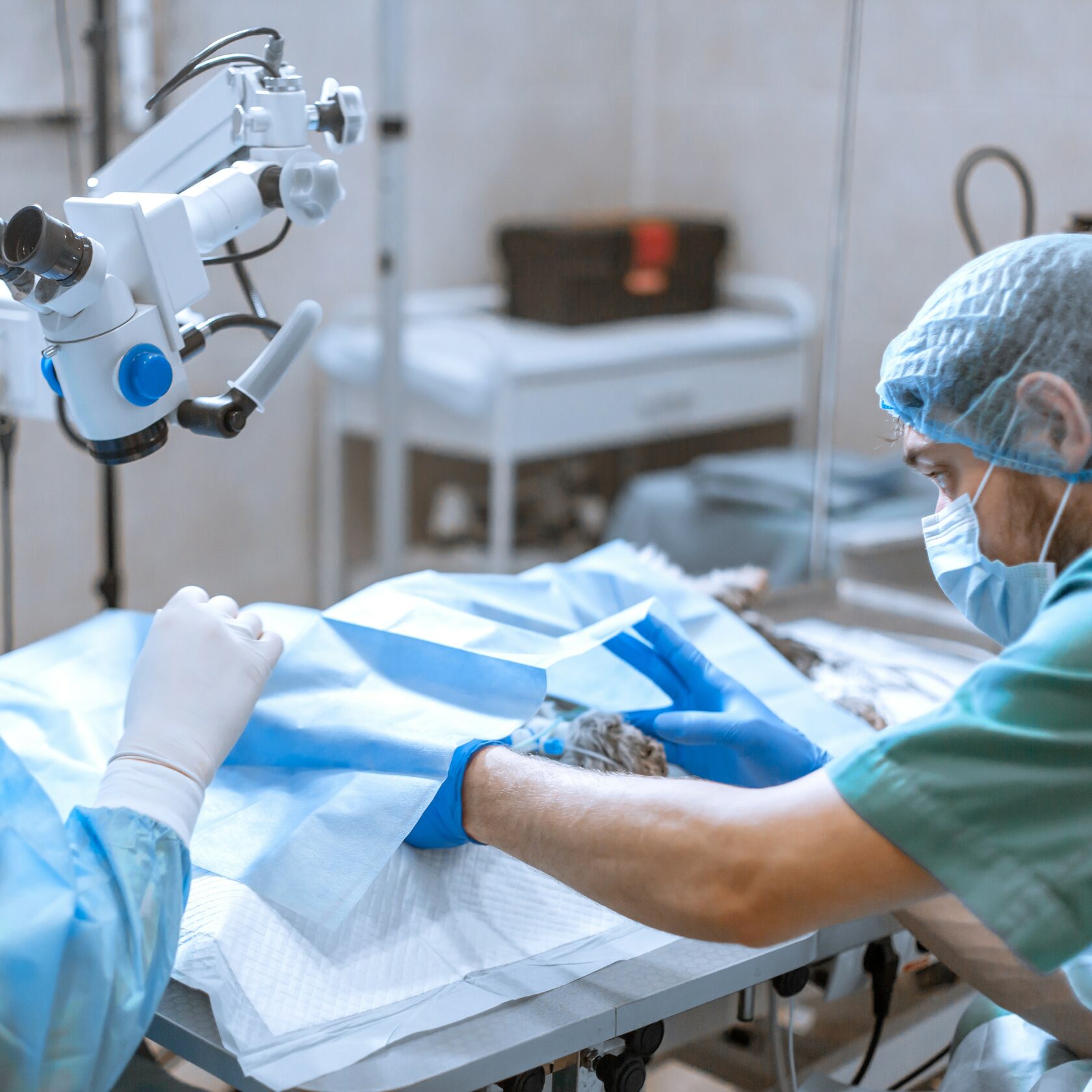 Благотворительный фонд поможи животных, помощь животным, взять кошку из приюта, взять собаку из приюта